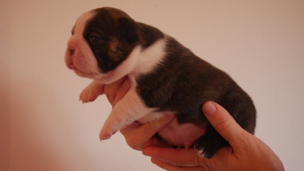 Ma Mou De Boston - Chiot disponible  - Boston Terrier