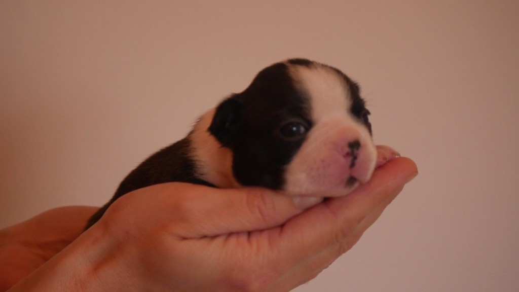 Ma Mou De Boston - Chiot disponible  - Boston Terrier