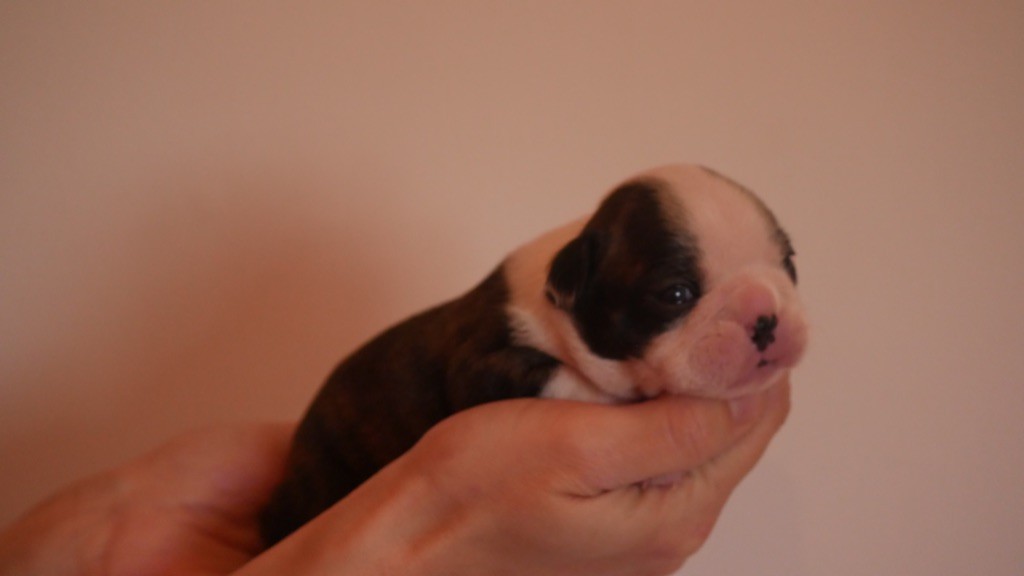 Ma Mou De Boston - Chiot disponible  - Boston Terrier