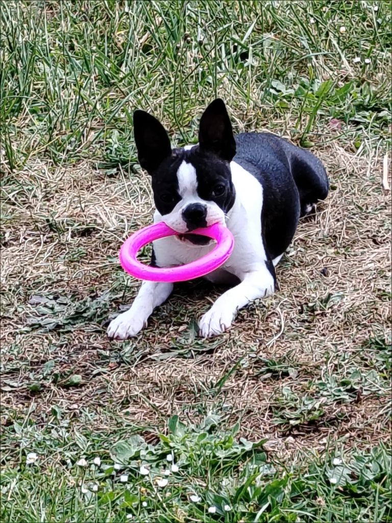 Les chiens nés à l'élevage