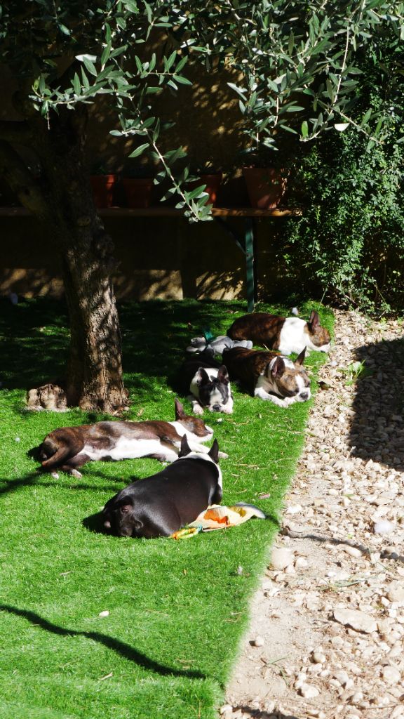 Nos chiens 