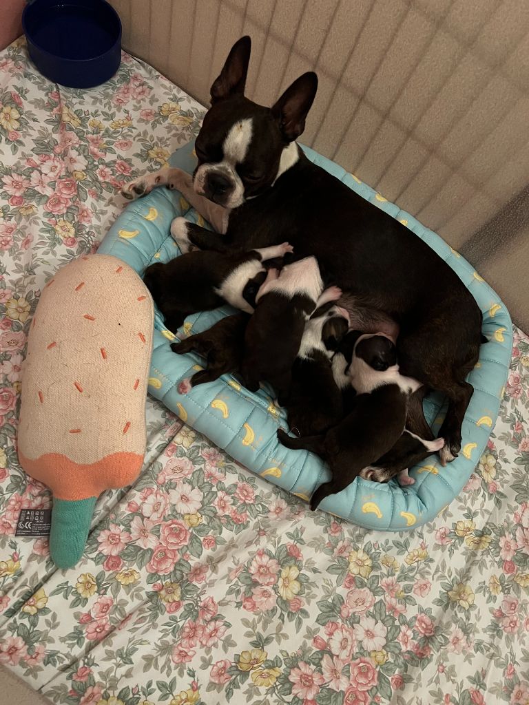 Chiot Boston Terrier Ma Mou De Boston