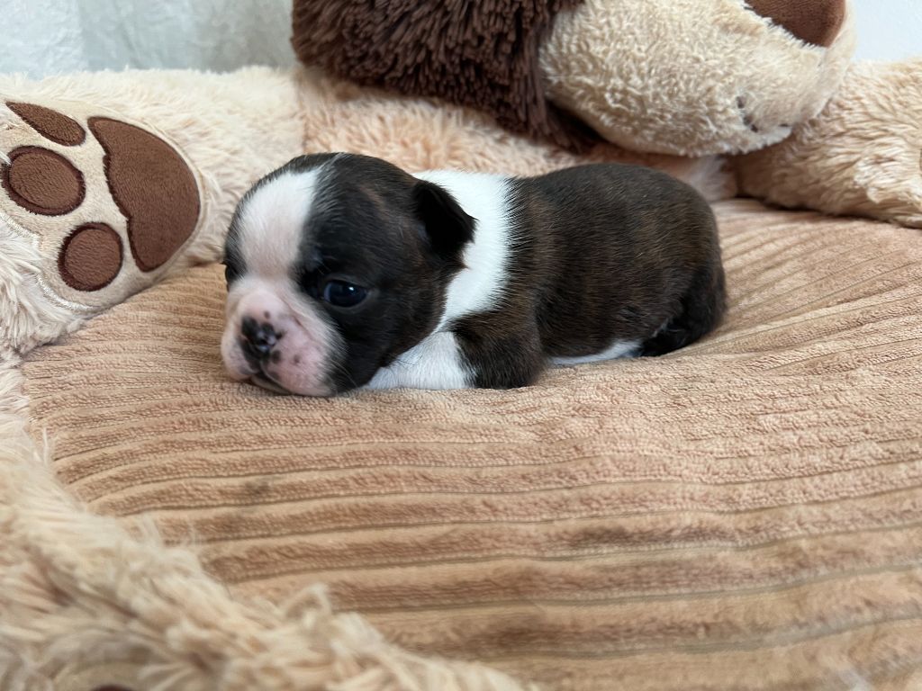 Ma Mou De Boston - Chiots disponibles - Boston Terrier