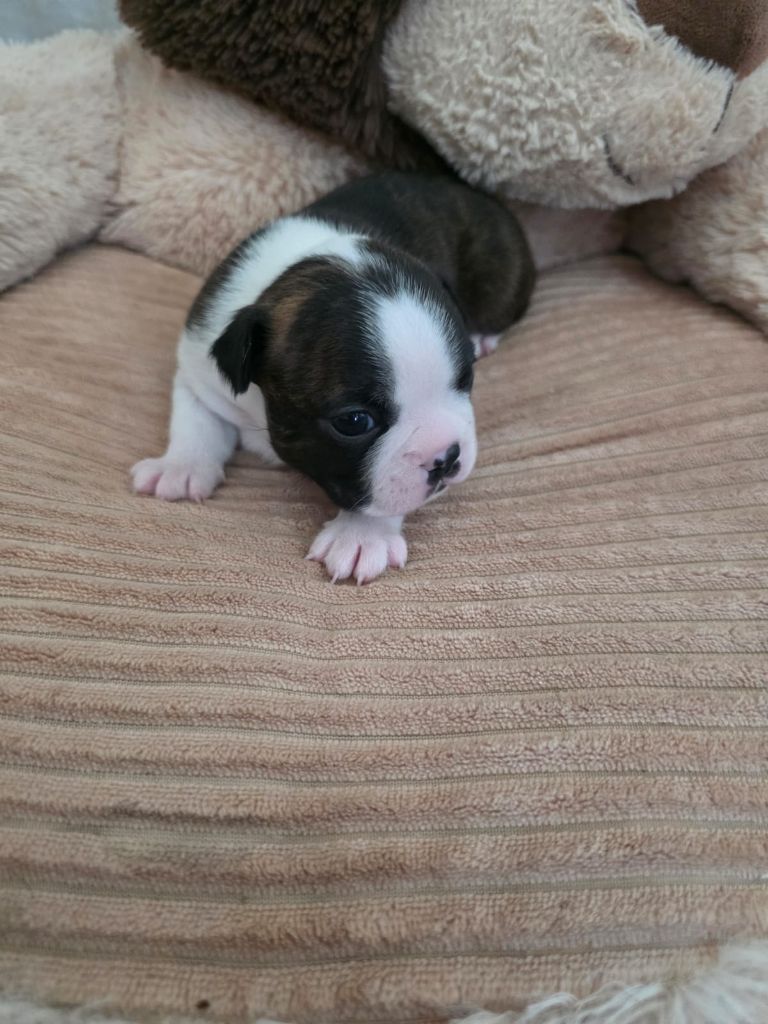 Ma Mou De Boston - Chiots disponibles - Boston Terrier