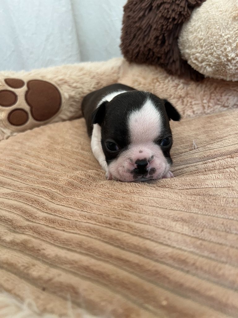 Ma Mou De Boston - Chiots disponibles - Boston Terrier